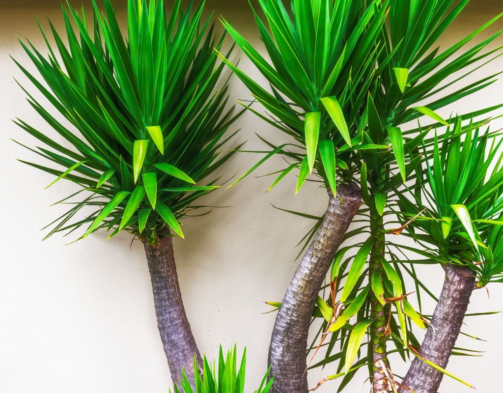 yucca palme im Schatten