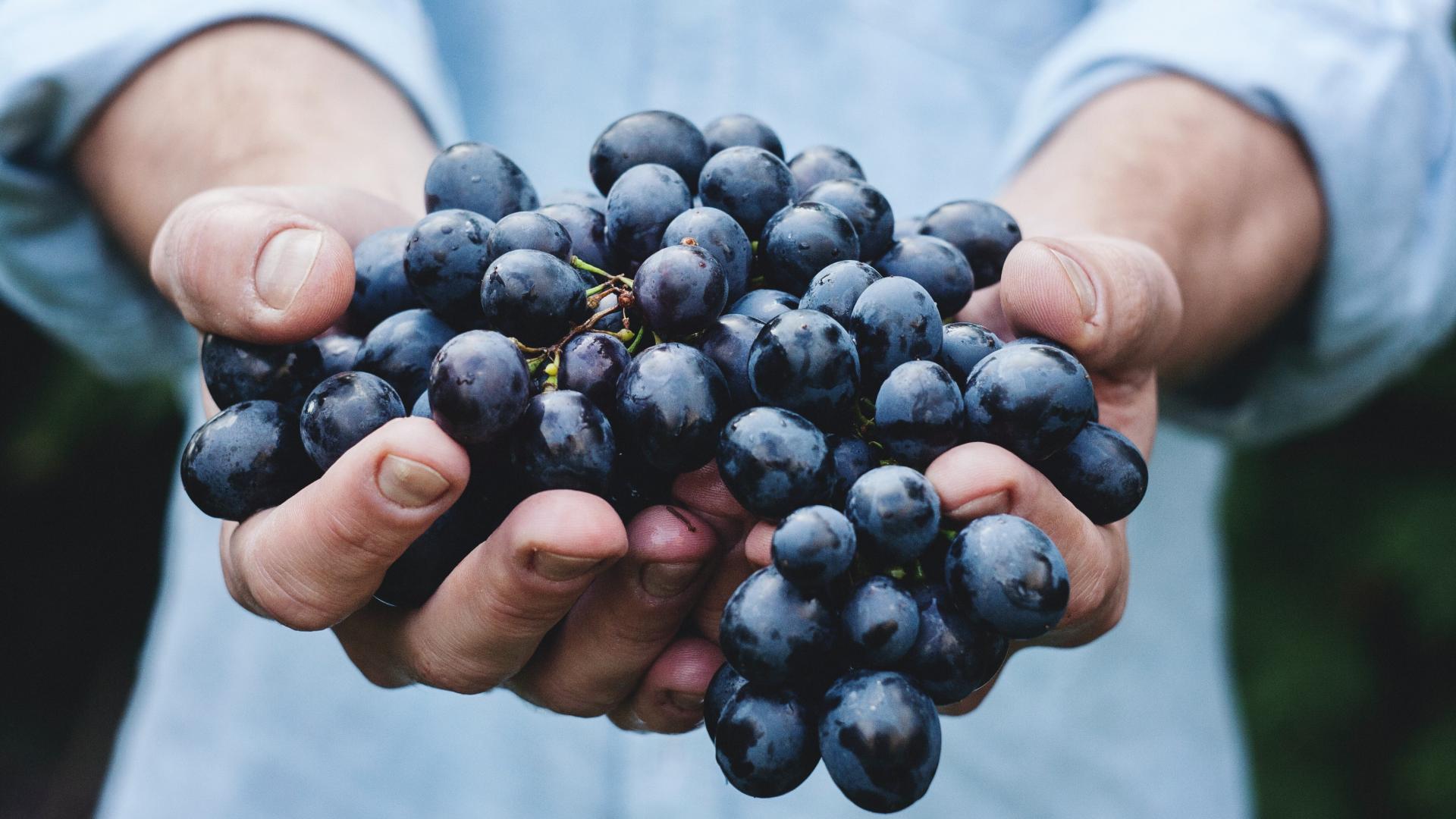 Rotwein Trauben wein grapes hände