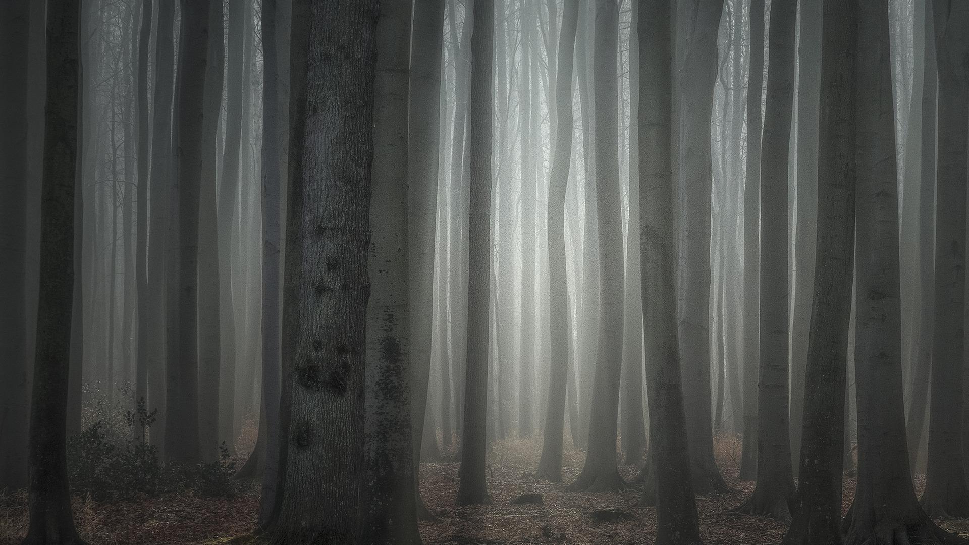 Gespensterwald Nienhagen