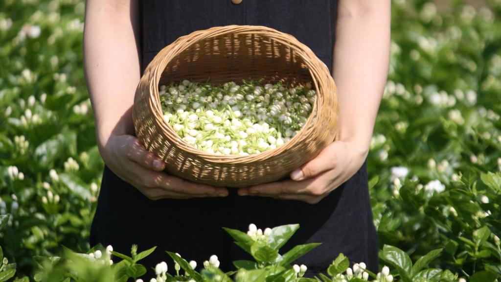 jasmin blumen korb feld aphrodisierend