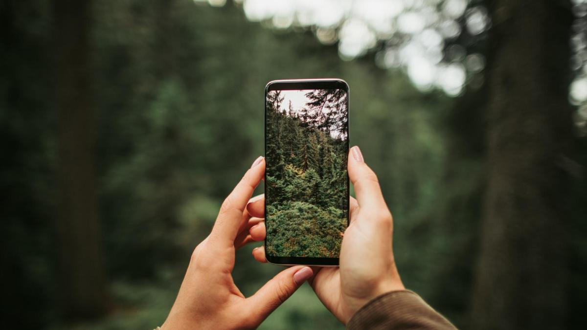 Frau mit Handy im Wald