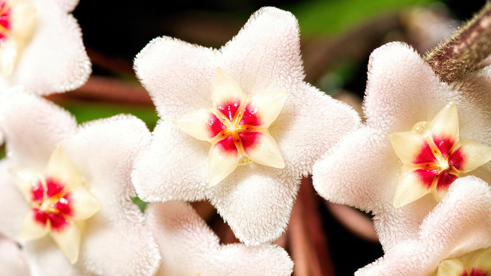 Porzellanblume Zimmerpflanze