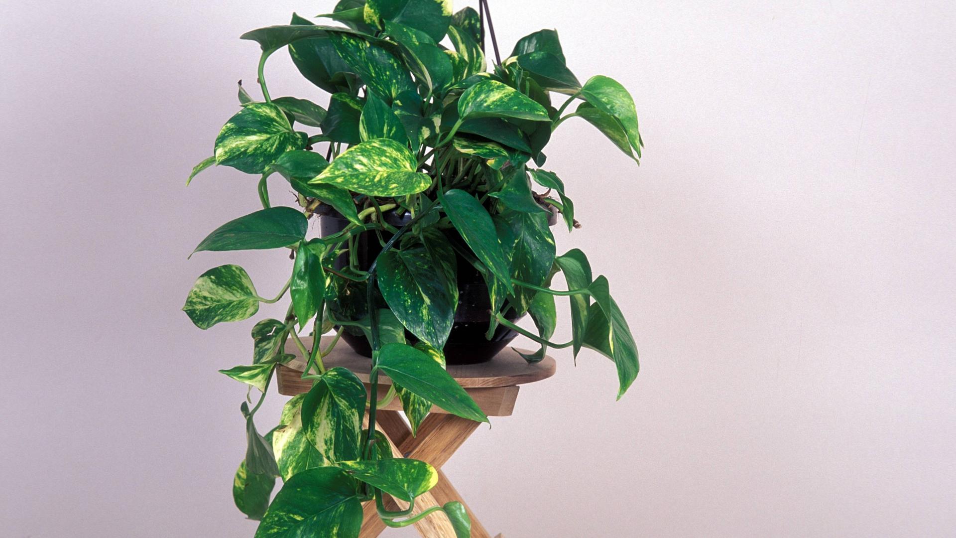 Philodendron Zimmerpflanze