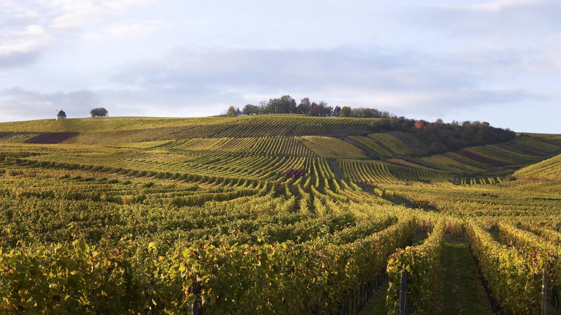 Hattenheim Weinanbau