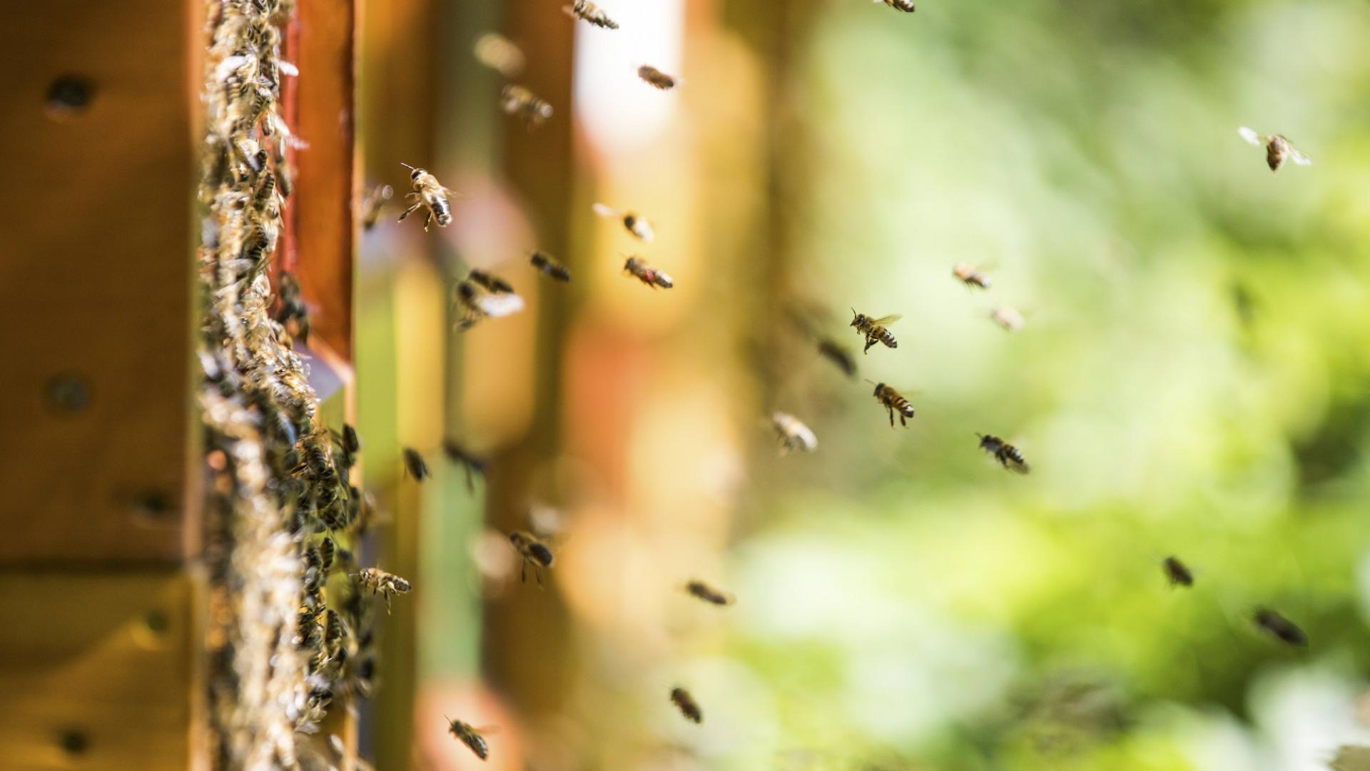 Bienenstock propolis wirkung biene