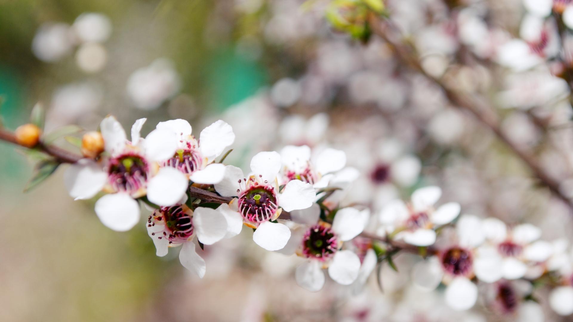 manuka Honig Wirkung Pflanze