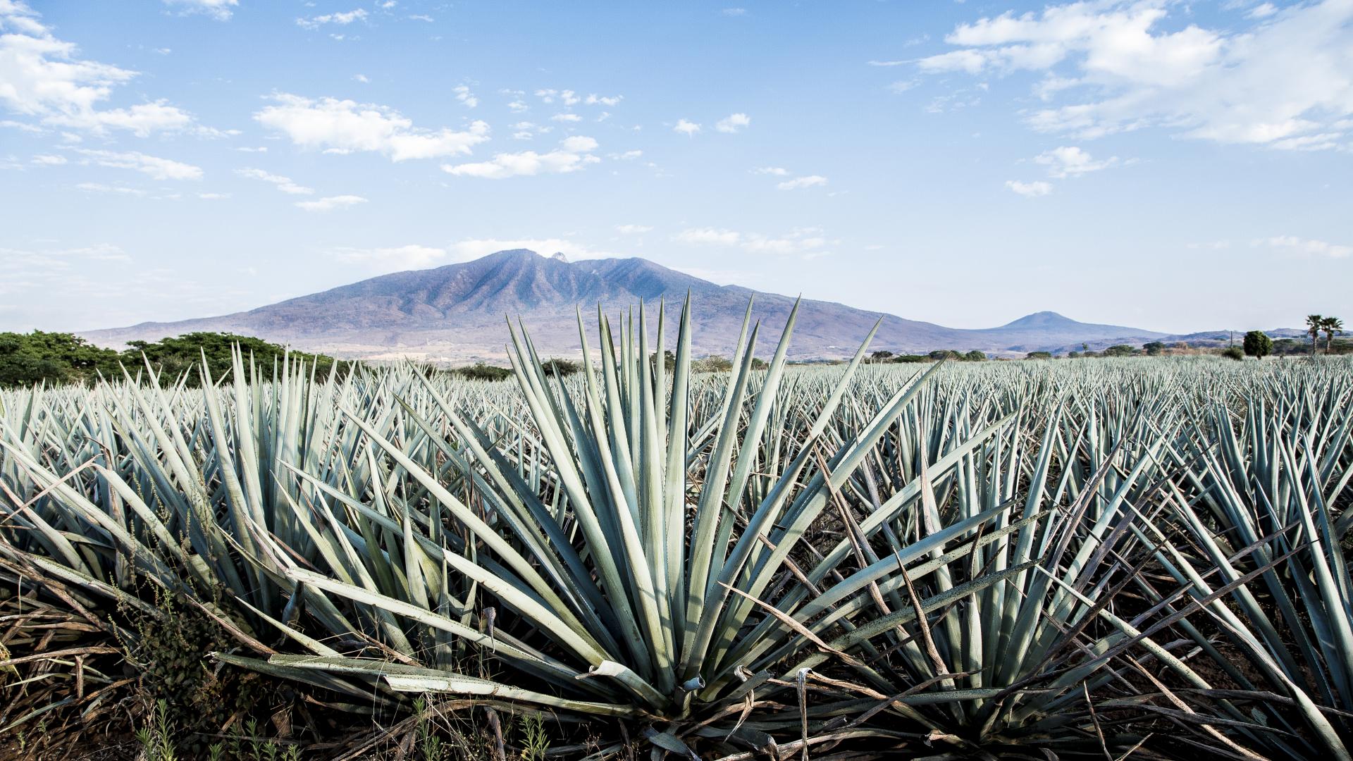 Blaue Agave