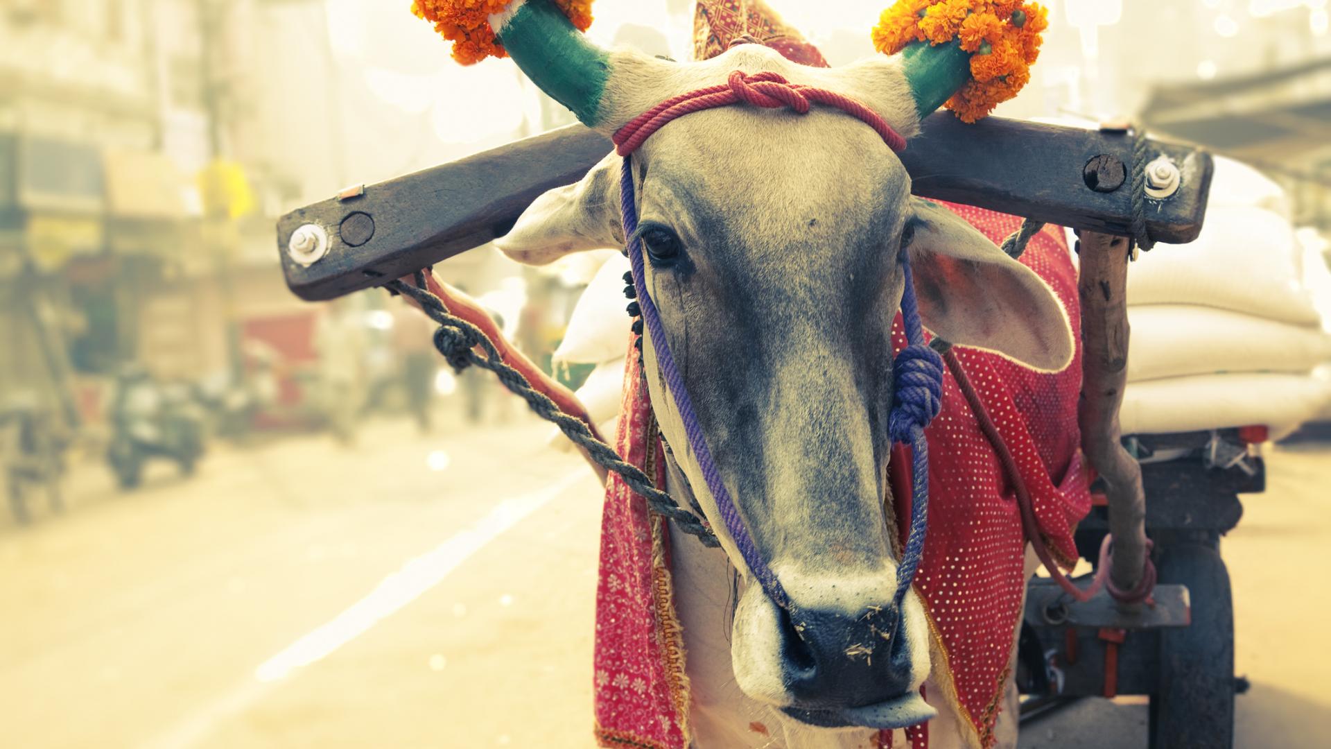 Kuh in Indien heilig
