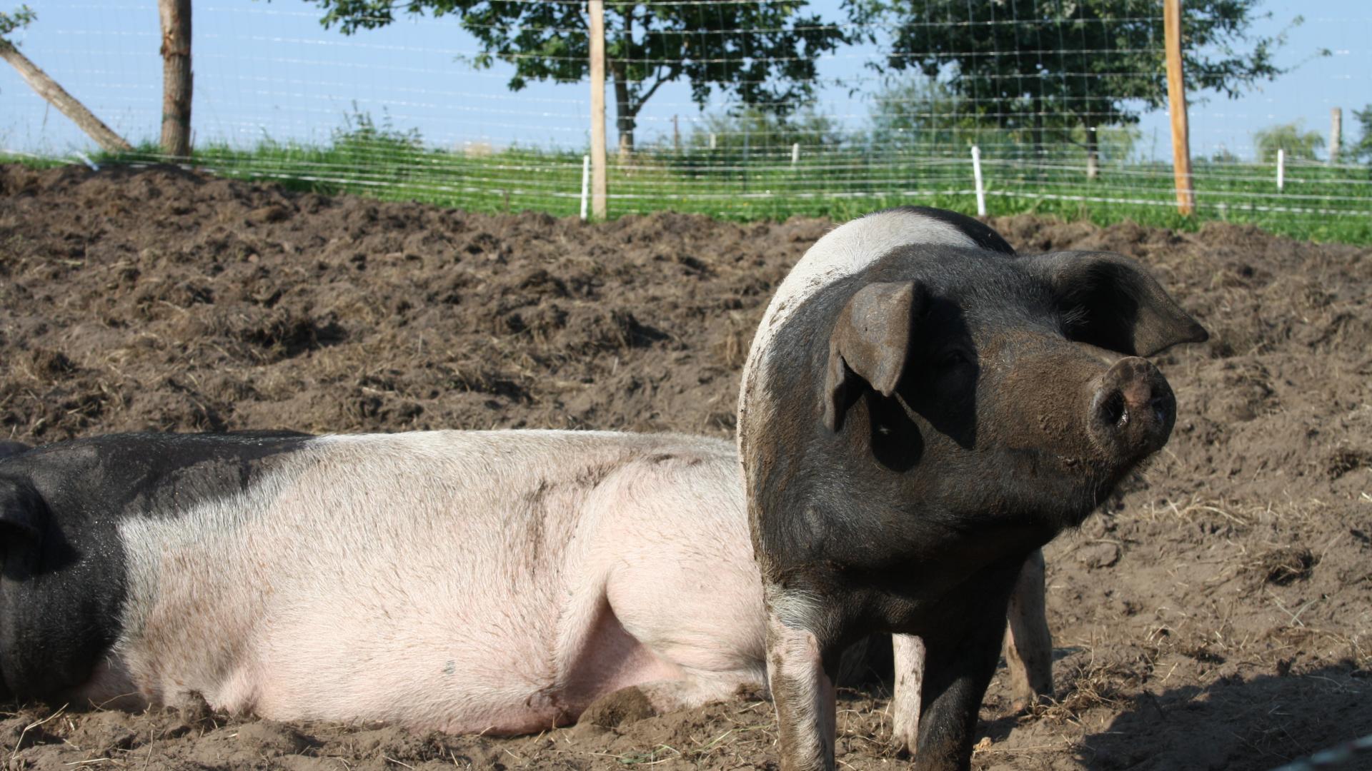 Schweine Landwirtschaft Tiere