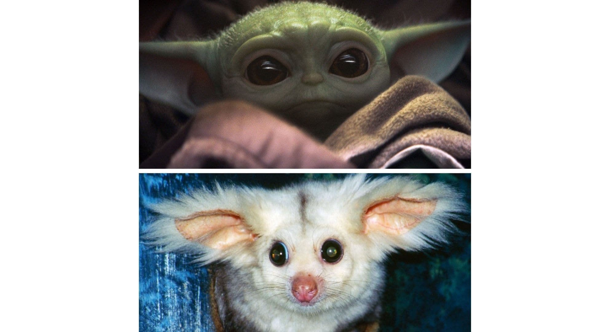 Großflugbeutler vs. Baby-Yoda