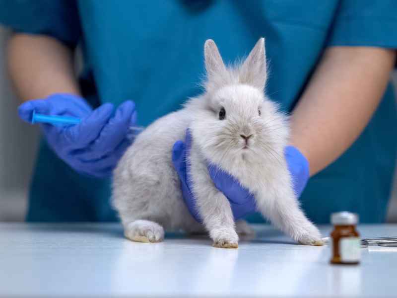 tierversuche für kosmetik kaninchen bekommt sporitze