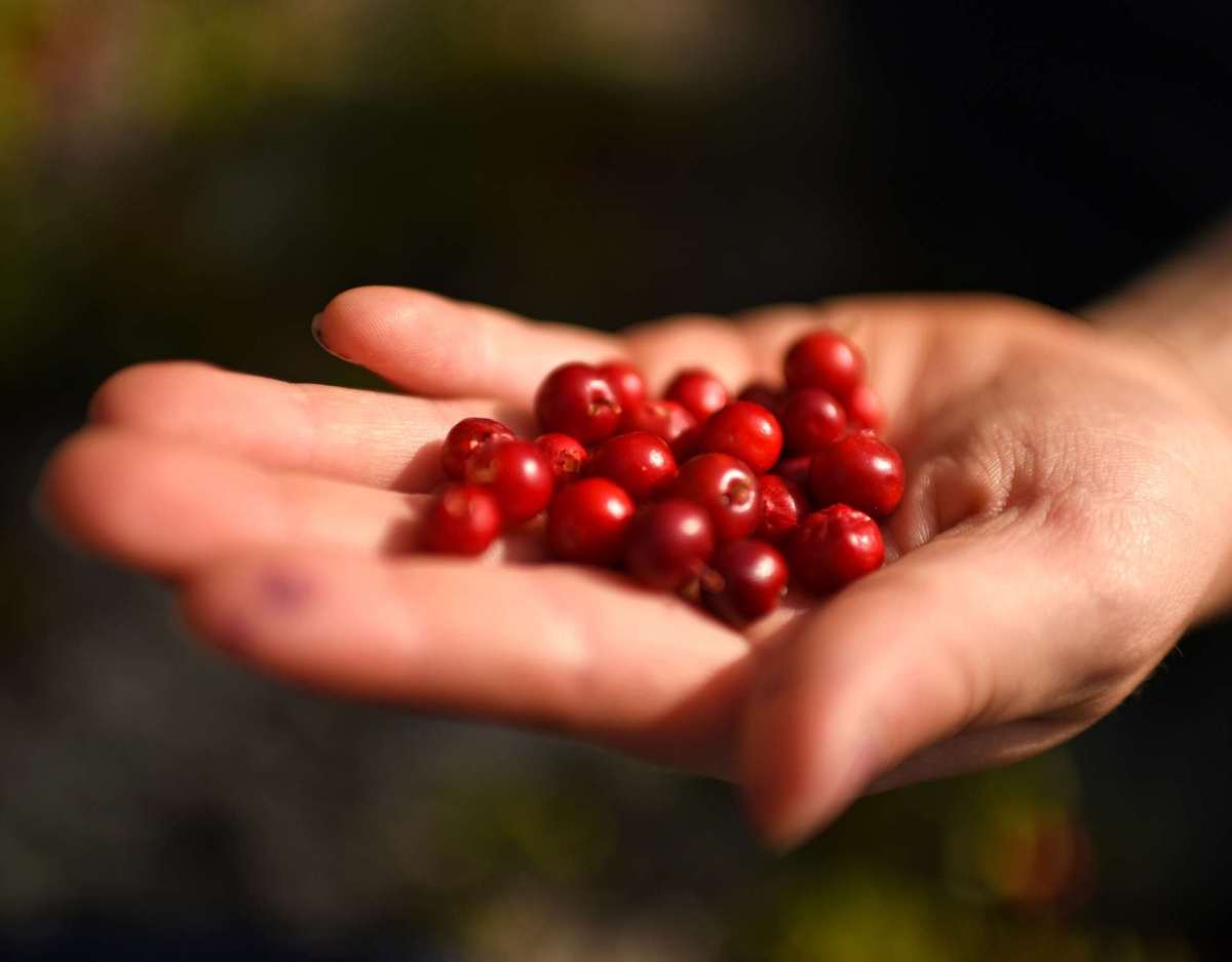 Cranberry gesund