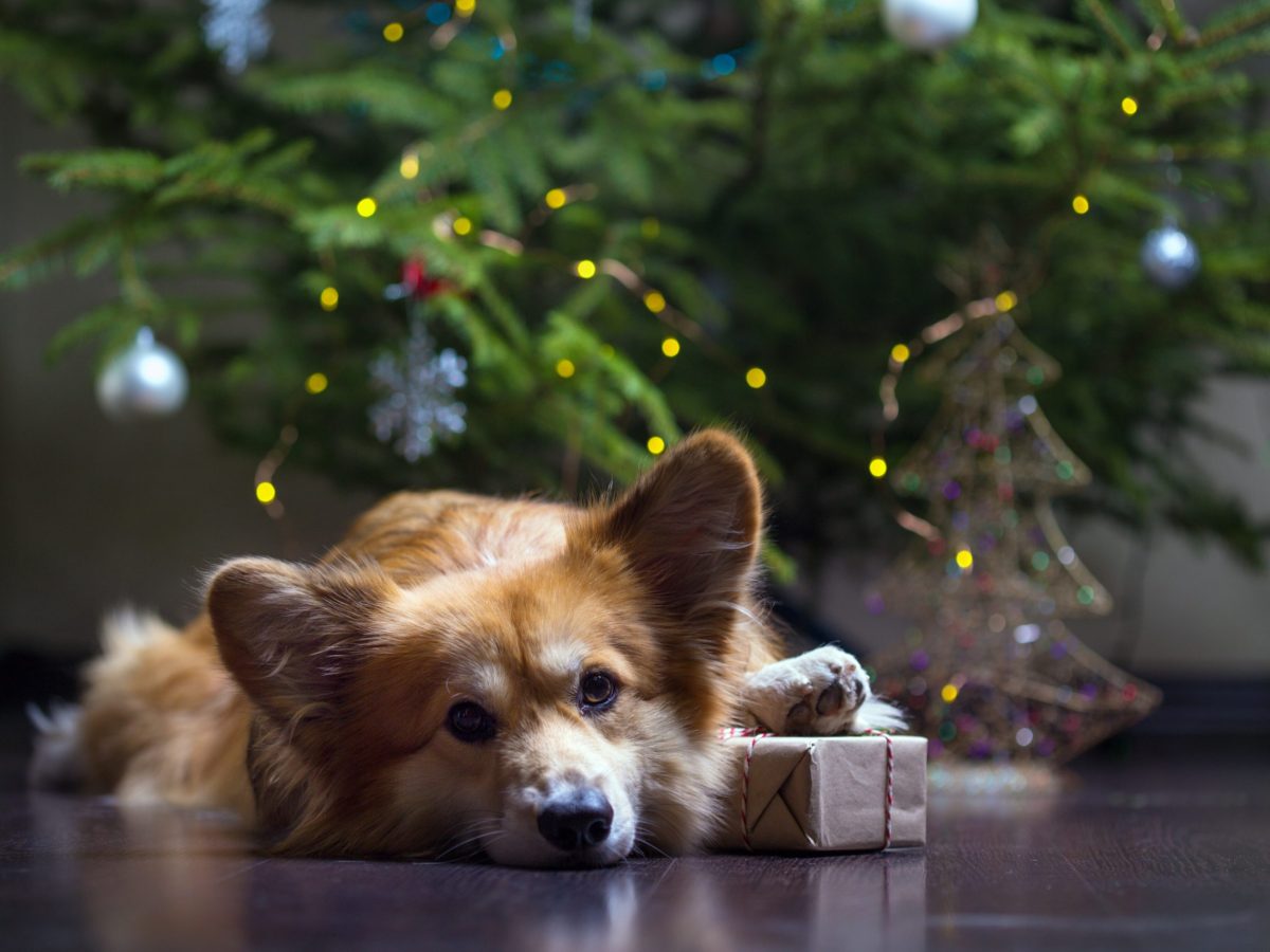 Weihnachten Hund