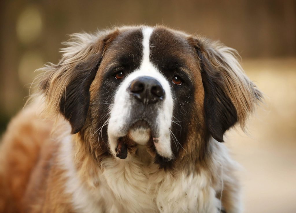 Hund Sternzeichen