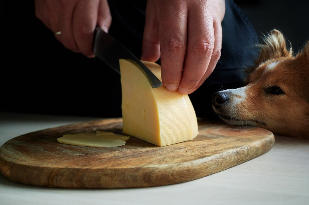 Schnittkäse mit Hund