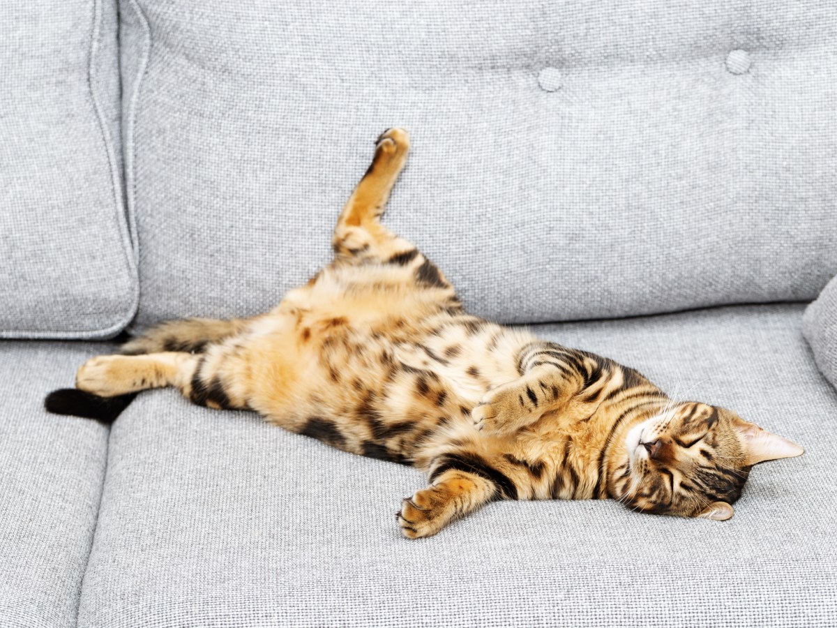 Katze mit HÃ¤ngebauch liegt auf dem Sofa.