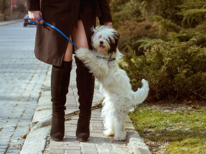 Mein Hund drückt sich an mich