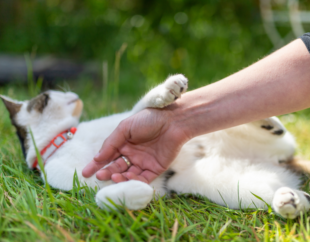 Katze wabbeliger Bauch