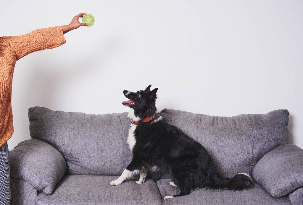 Border Collie Hund intelligent