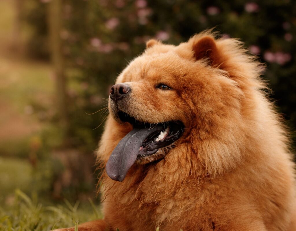 Chow-Chow