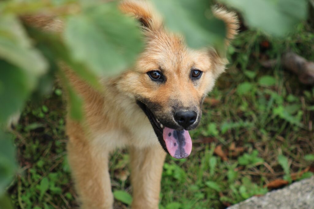 Eurasier