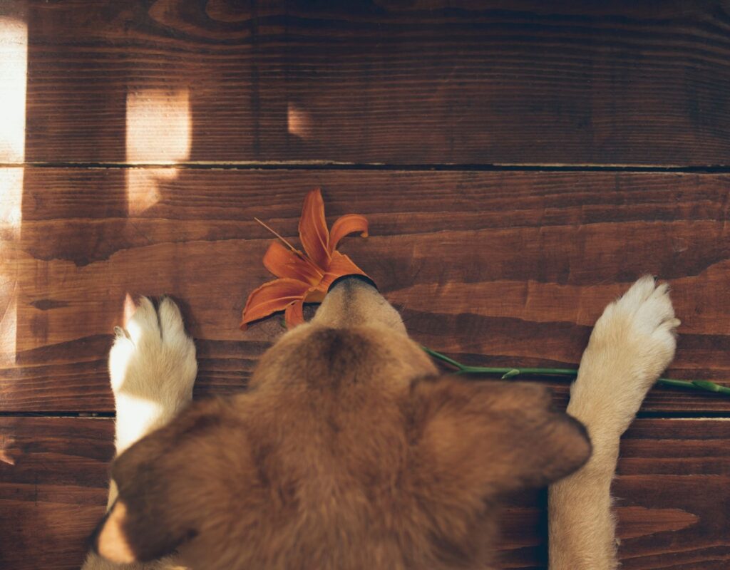 Hund mit Blume