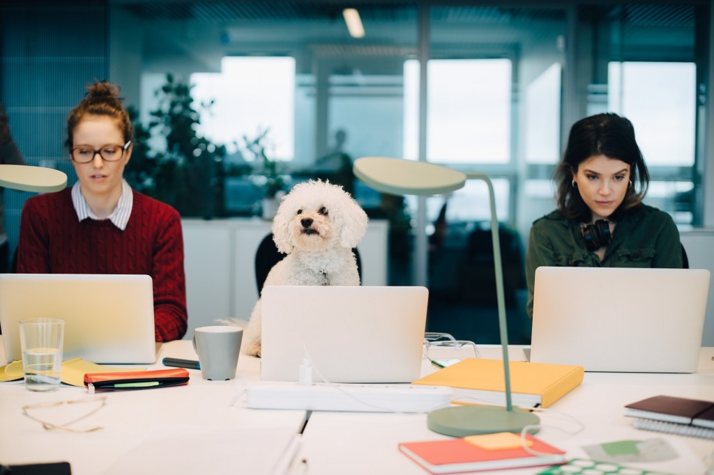 Hund im Büro