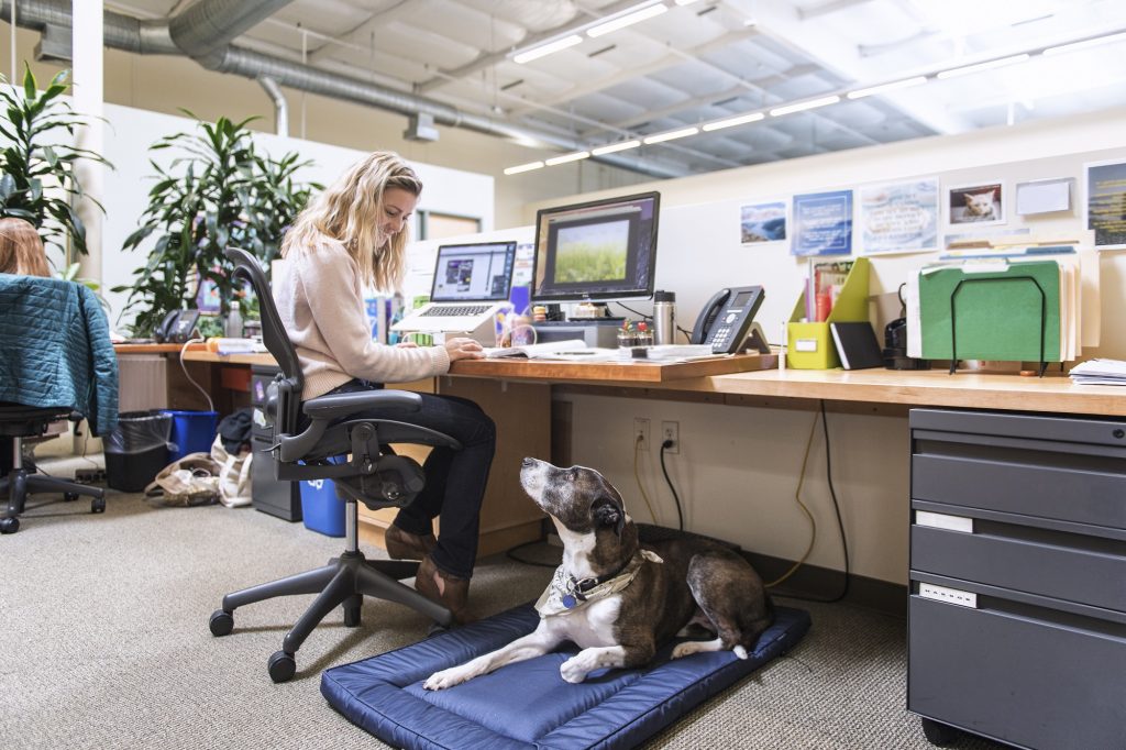 Hund liegt im Büro