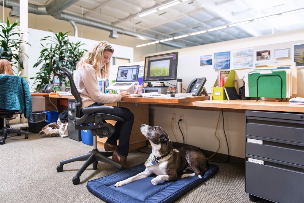 Hund liegt im Büro