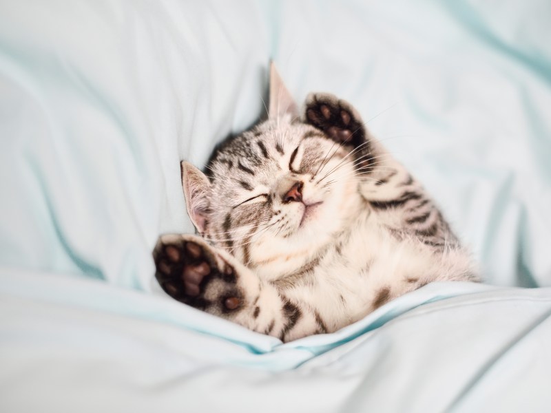 Kleine Katze träumt im Bett.