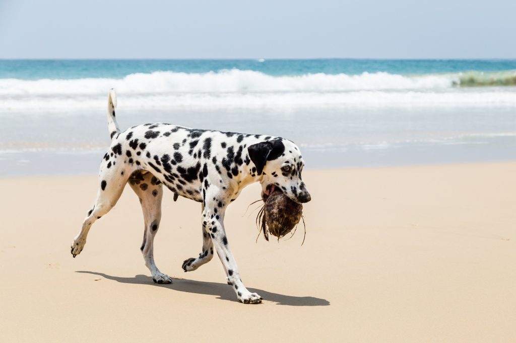 Hund mit einer Kokosnuss