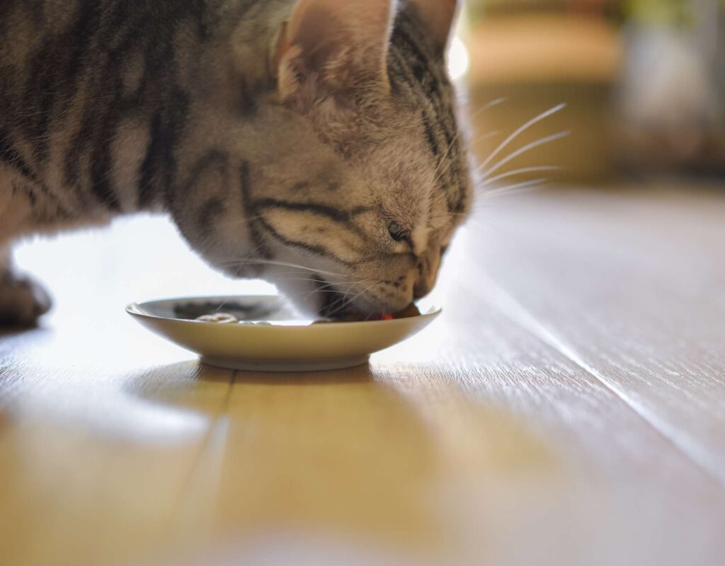 Katzen essen