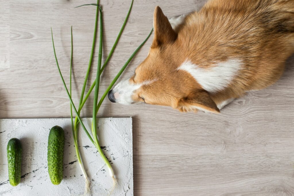 Hund mit vegetarischem Essen