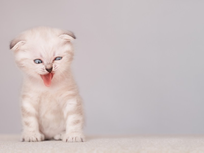 Katze verzieht das Gesicht.