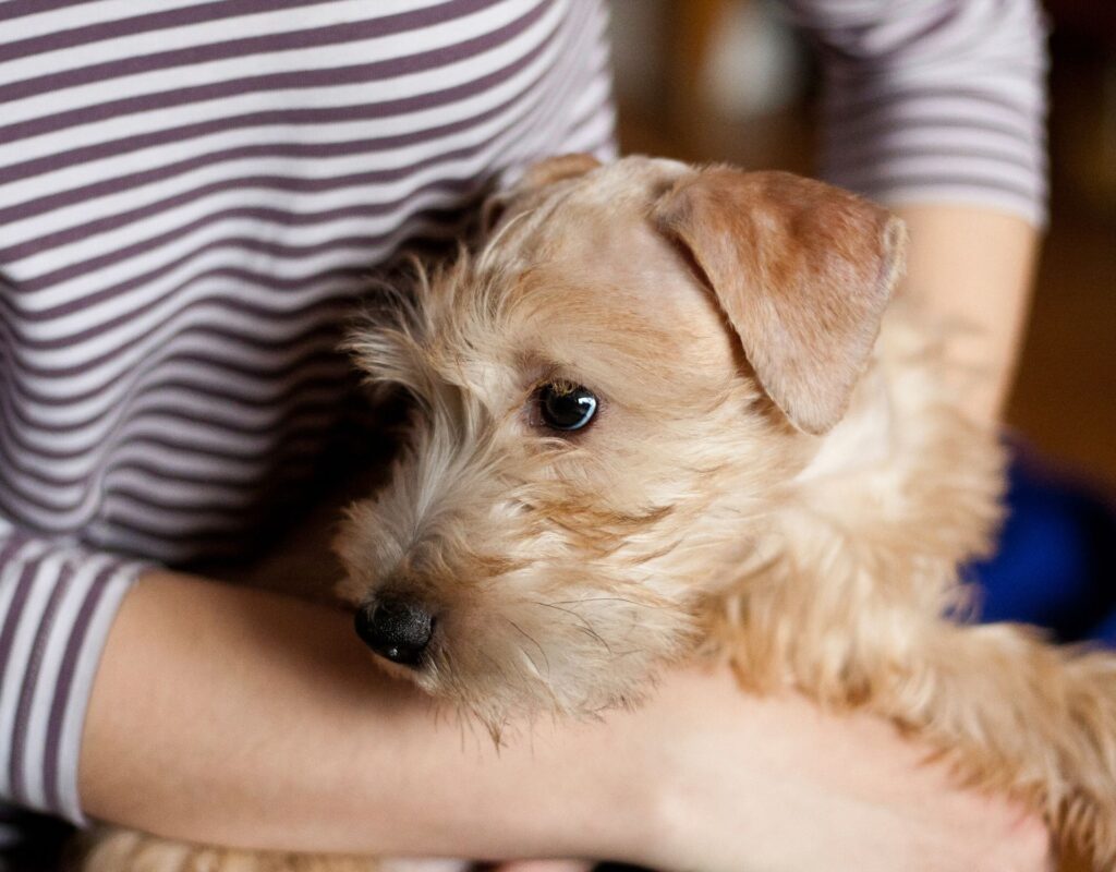 Soft Coated Wheaten Terrier