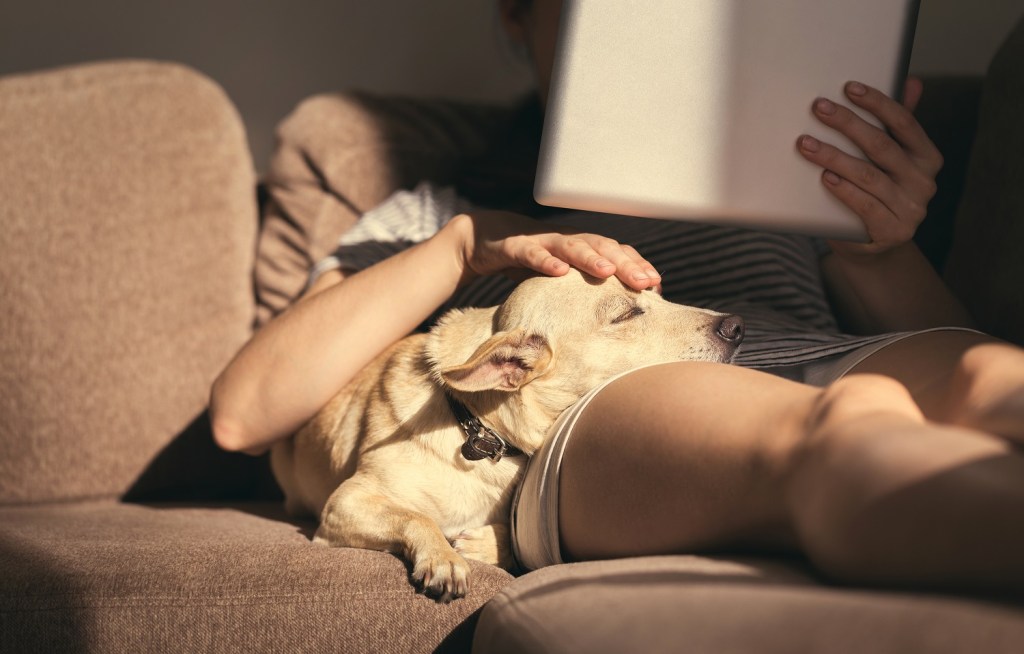 Hund schläft auf dem Schoß