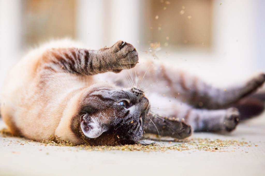 Katze reibt sich auf Drogen auf dem Boden