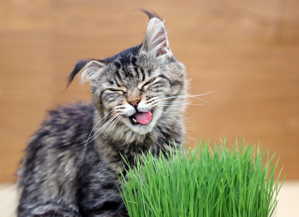 Katze unter Drogen frisst Katzengras