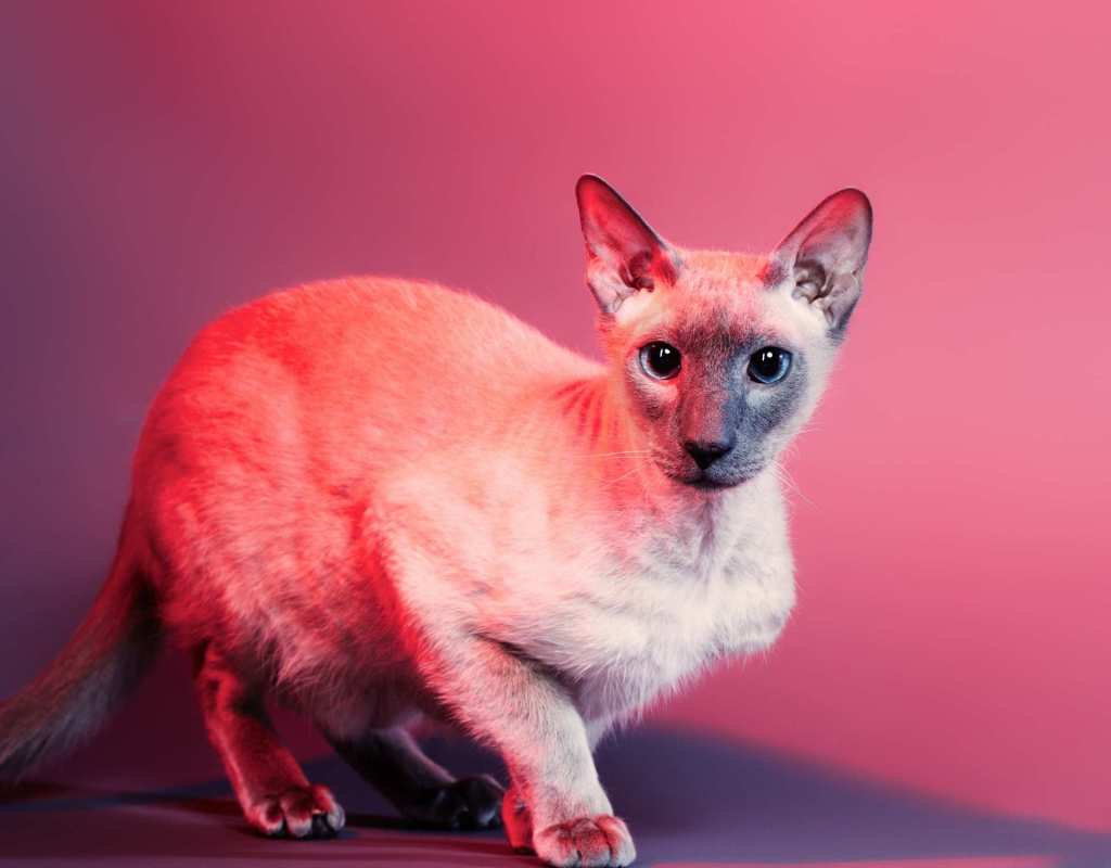 Peterbald Katzen