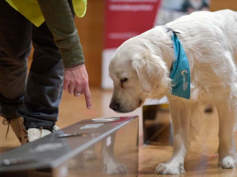 Hunde riechen Long Covid