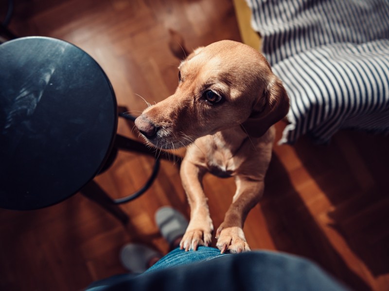 Hund auf Hinterbeinen