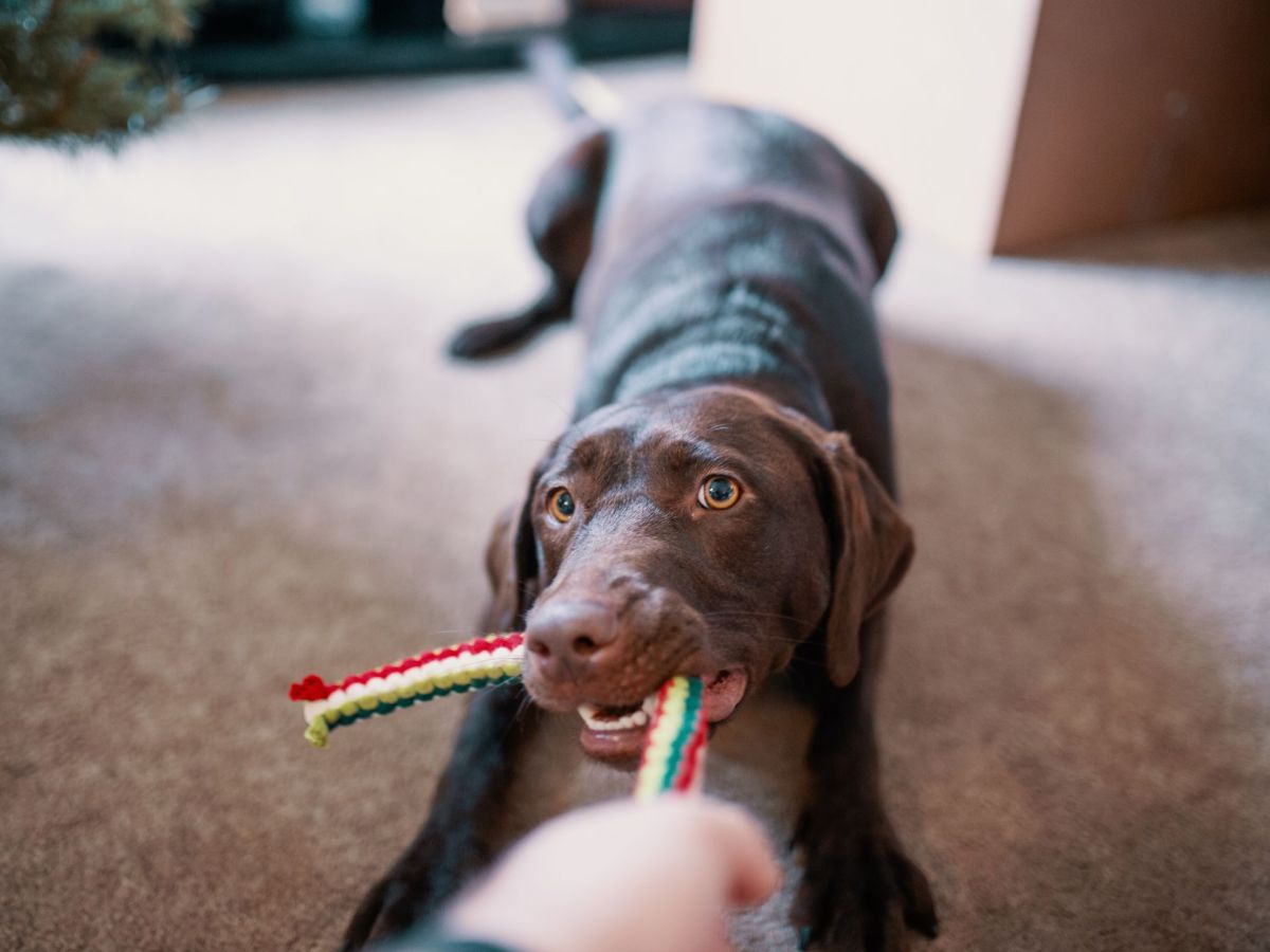 Hundespielzeug selber machen: 4 einfache & schöne DIY-Ideen