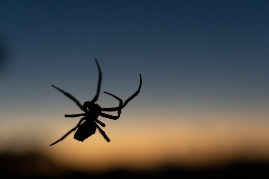 Spinne vor Sonnenuntergang