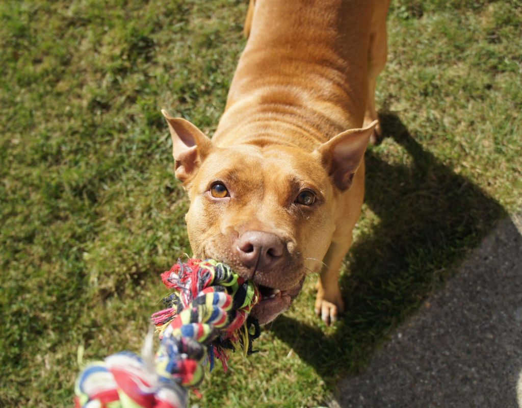 Hund spielzeug