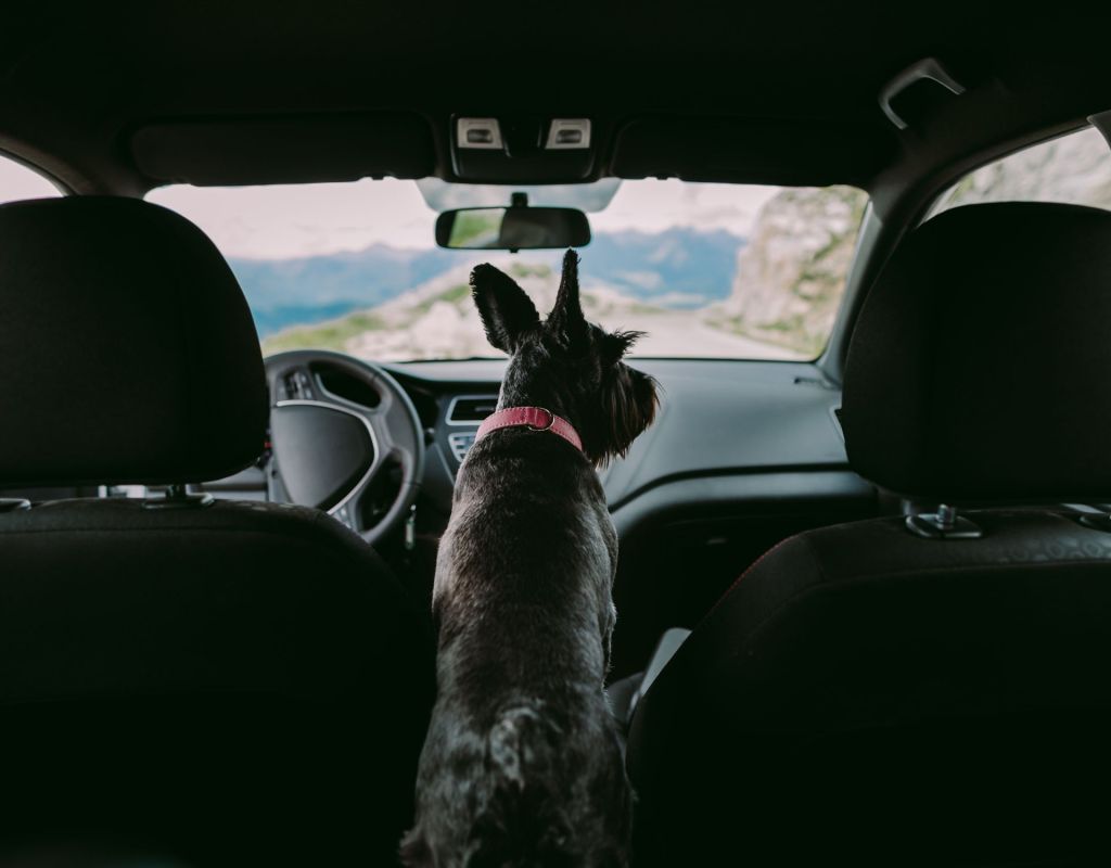 Hund im Auto