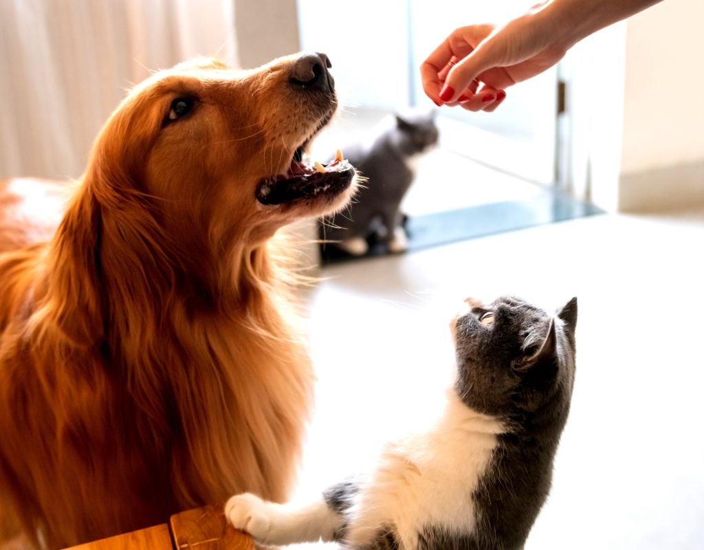 Hund und Katze kriegen Leckerlis