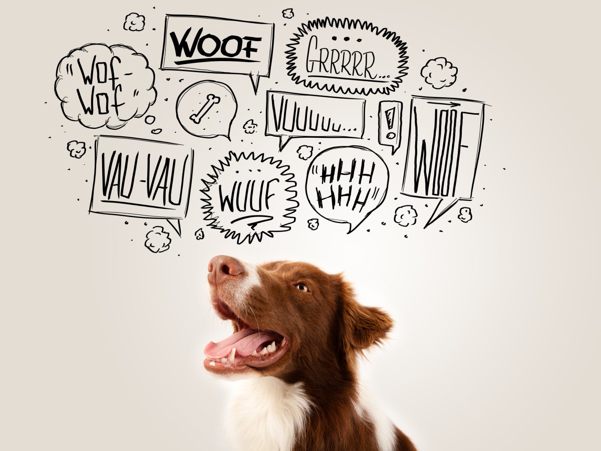 Entschlüsselt: Was Bellen, Jaulen & Co. über die geheime Körpersprache deines Hundes verrät