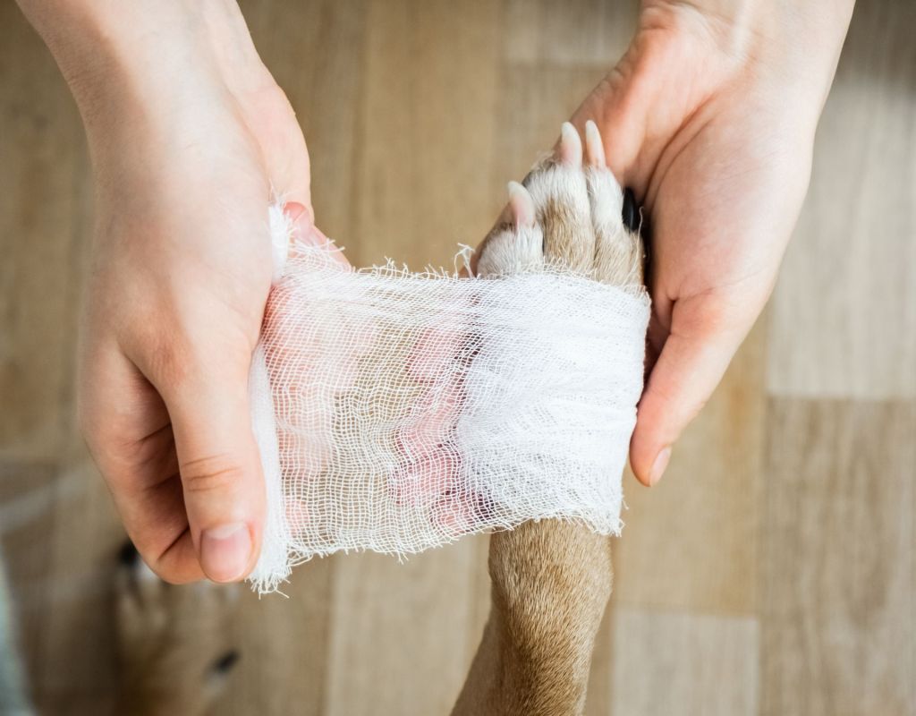 Hund mit Verband