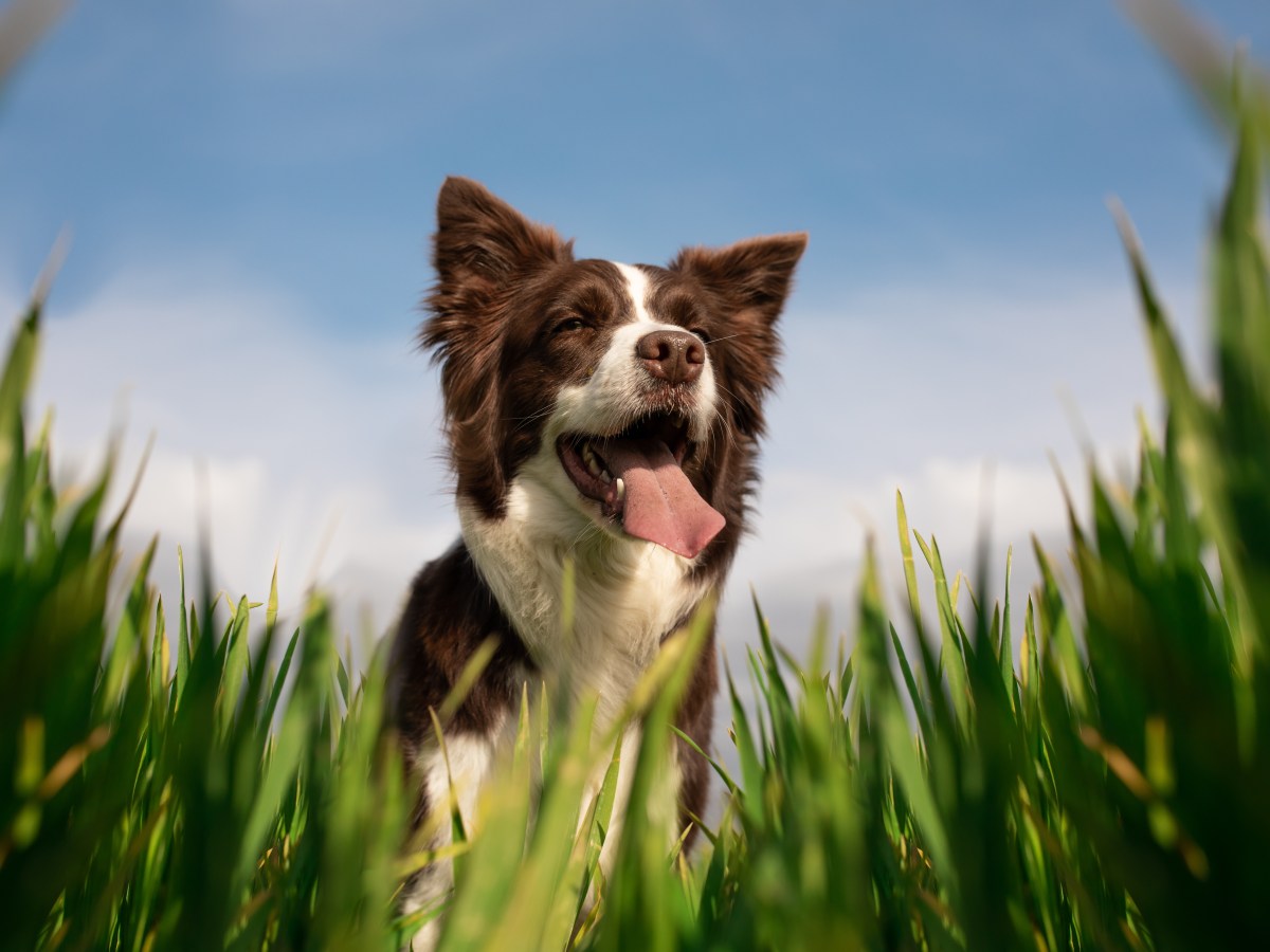 Hund steht auf einer Wiese und will Gras fressen.