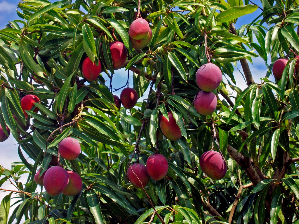 mango baum